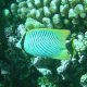 31- Poisson-papillon a chevrons 